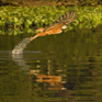 Nature & Wildlife in Brazil
