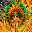 2021 Brazil Carnival and Peru 10 day Tour