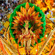 2024 Brazil Carnival and Peru 10 day Tour