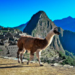 Deluxe Machu Picchu, Amazon Cruise and Galapagos Cruise